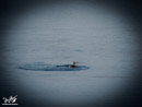 Great Crested Grebe - Perkoz Dwuczuby